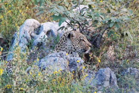 Free Images : wildlife, fauna, leopard, yawn, cheetah, whiskers, vertebrate, big cats, wild cat ...