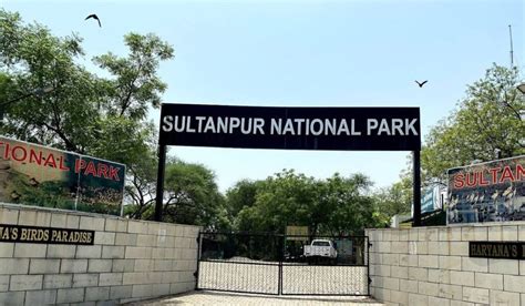 Sultanpur National Park in Gurgaon: Timings, History, Entry Fee & Location