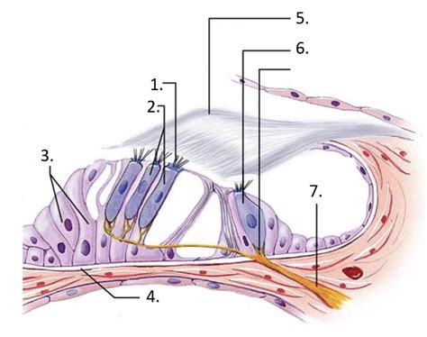 Label the Organ of Corti Diagram | Quizlet