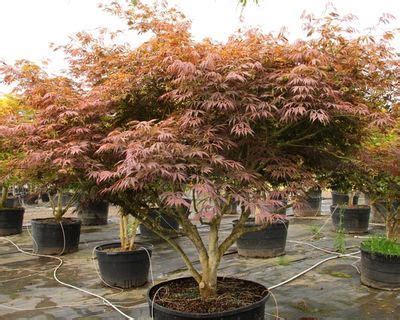 Best Japanese Maple Trees For Sale | Conifer Kingdom Japanese Maple Varieties, Dwarf Japanese ...