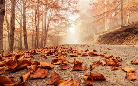 Misty Foggy Road Autumn Beech - [2880 x 1800]