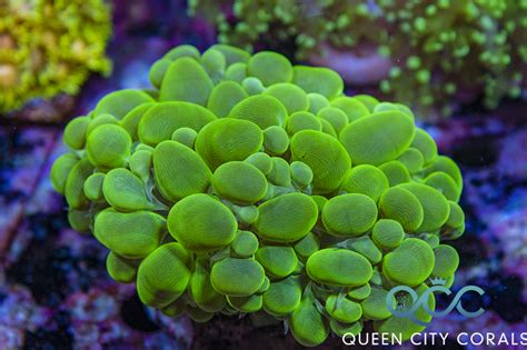 Neon Green Bubble Coral | Queen City Corals