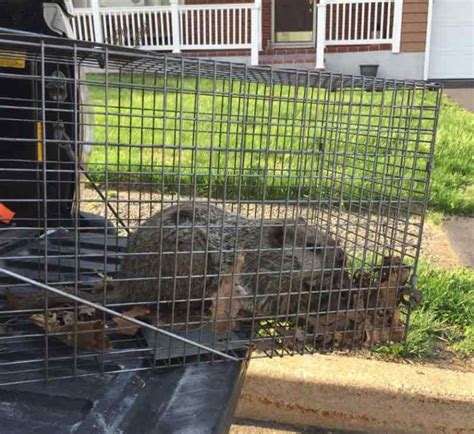 Groundhog Trapping | Groundhog Removal | Trapping Groundhogs