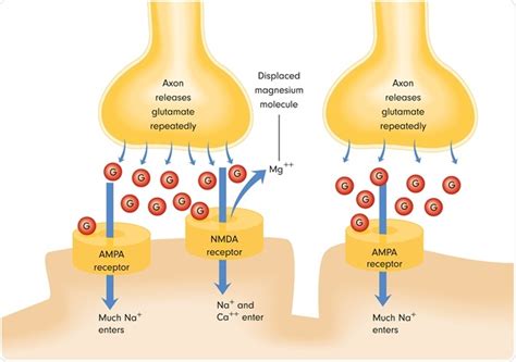 Que são receptors de NMDA?