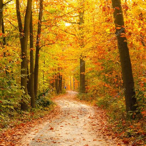 Pathway in the autumn forest — Stock Photo © sborisov #11854426