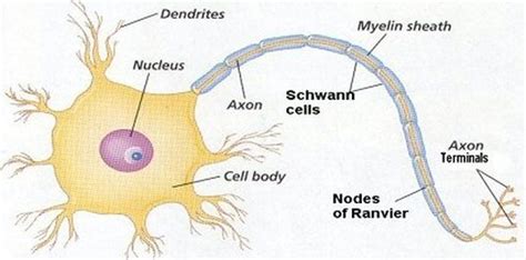 Physical Development - Human Development:Birth through 25 Years