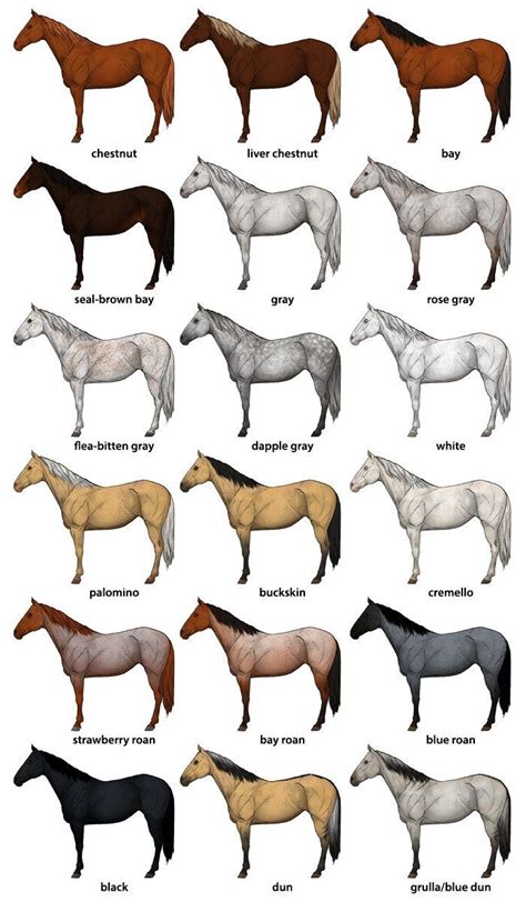 how-to-draw-horses-horse-coat-colors-chart | Horse coat colors, Horse drawings, Draw horses