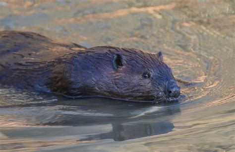 The Beaver Marsh - Cuyahoga Valley National Park (U.S. National Park ...