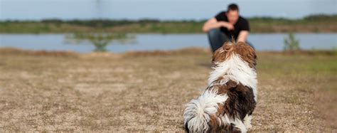 How to Obedience Train a Shih Tzu Puppy | Wag!