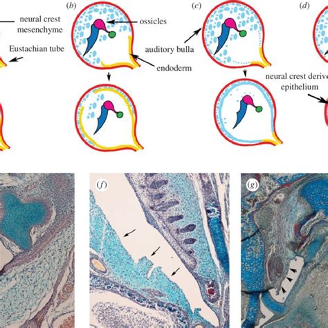 Anatomy of the middle ear. (a) Schematic of a sauropsid (bird, lizard)... | Download Scientific ...