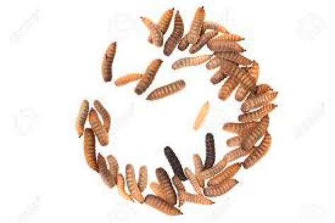 Black Soldier Fly Larva Meal (Maggots | Sold Per Gram) (Delivery within South-West only ...