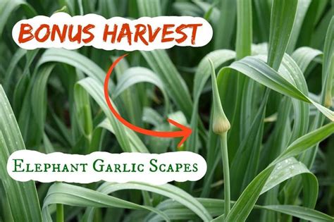 Elephant Garlic Scapes: picking, freezing, impact on garlic harvest ...