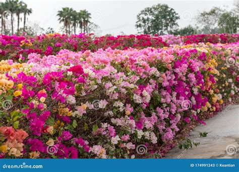 Many Bougainvillea Flowers Bloom in Various Colors Stock Image - Image ...