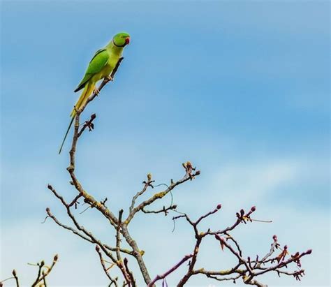 Parrot Island Andaman (How to Visit From Baratang) - Experience Andamans