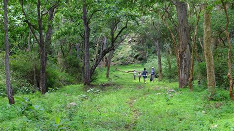 Sathyamangalam Tiger Reserve and Germalam Trek