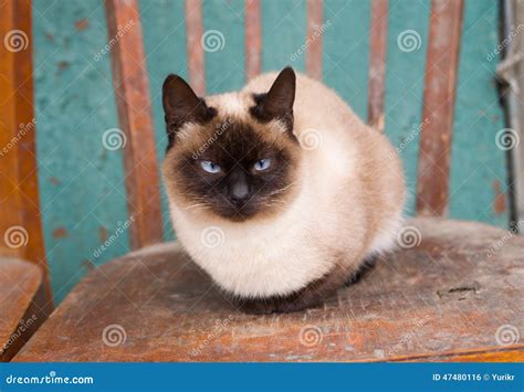 Chat Siamois Mignon Avec Des Yeux Bleus Photo stock - Image du beauté ...