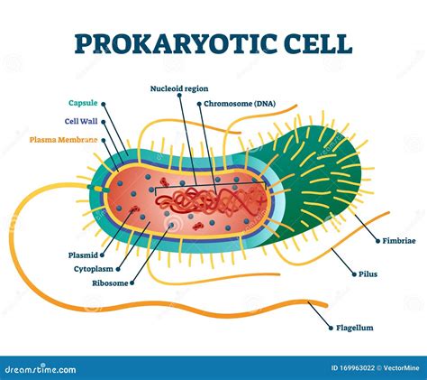 Basic Structure Of A Prokaryotic Cell - Riset