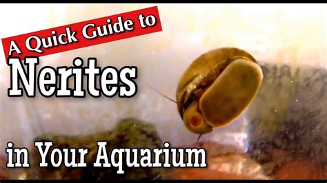 Nerites in the Aquarium: A Quick Guide - YouTube