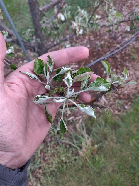 Treatment Plan for Apple Tree Leaf Curl - General Fruit Growing - Growing Fruit