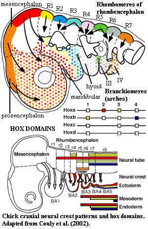 Neural crest - Wikipedia