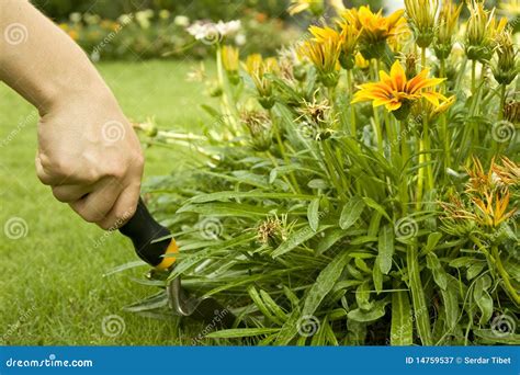 Garden shovel stock image. Image of blossom, tools, shovel - 14759537