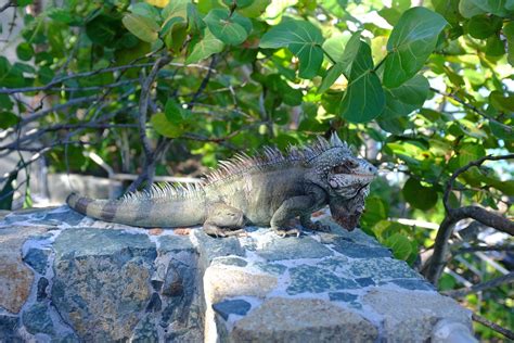 DSCF4228 | Iguana at Coral World Ocean Park, USVI | Greg Heartsfield | Flickr