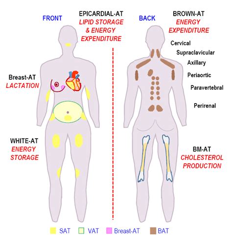 Different Types of Adipocytes | Encyclopedia MDPI