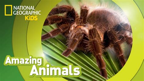 Tarantula 🕷️ | Amazing Animals - YouTube