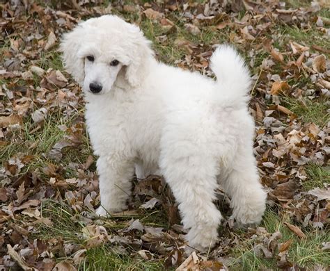 Baby Standard Poodle! #poodle | Poodle puppy, Poodle, Puppies