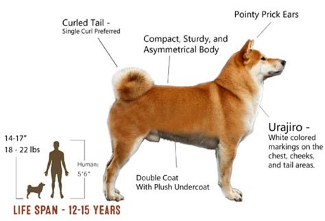 Shiba Inu Appearance - My First Shiba Inu