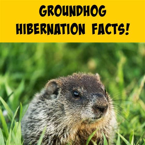 Groundhog Hibernation: The Ultimate Guide! - Squirrels at the Feeder