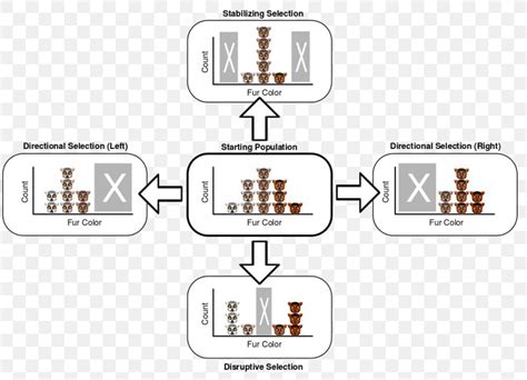 Directional Selection Stabilizing Selection Disruptive Selection Natural Selection Balancing ...