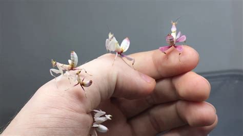 Orchid Mantis baby's - YouTube