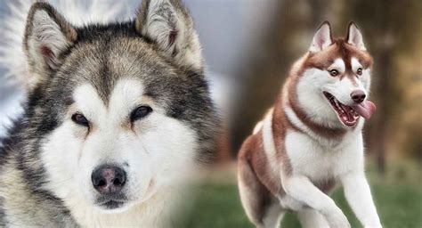 Malamute vs Husky: Porównanie Alaskan Malamute i Siberian Husky | Volta