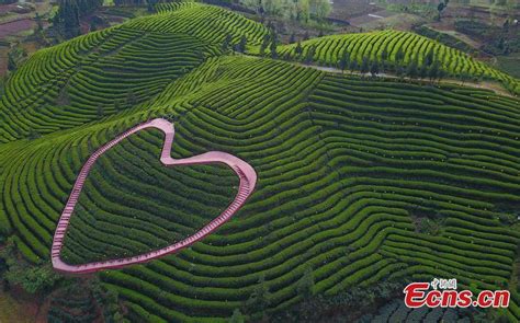 中国茶园旅游正当时 Tea plantation tourism industry is booming - China Plus