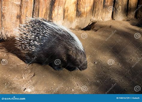 African Crested Porcupine stock image. Image of clay - 94016729