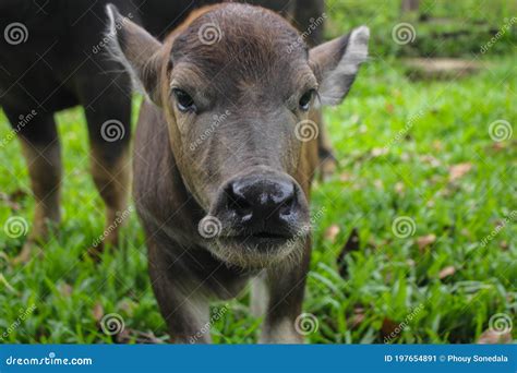 Cute Baby Buffalo in Farm,Cute Animal. Farmer`s Friend Stock Image - Image of baby, livestock ...