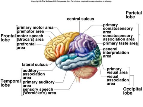 frontal lobe function - Google Search | Frontal lobe function, Frontal ...