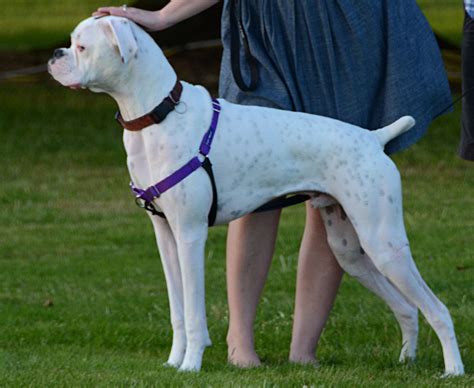 White Boxer Dog Loki Puppy | White Boxer Dog Loki Puppy | Flickr