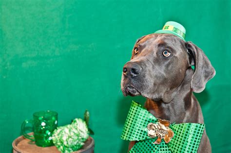 7 St. Patrick’s Day activities to do with your pet - For Pets Sake