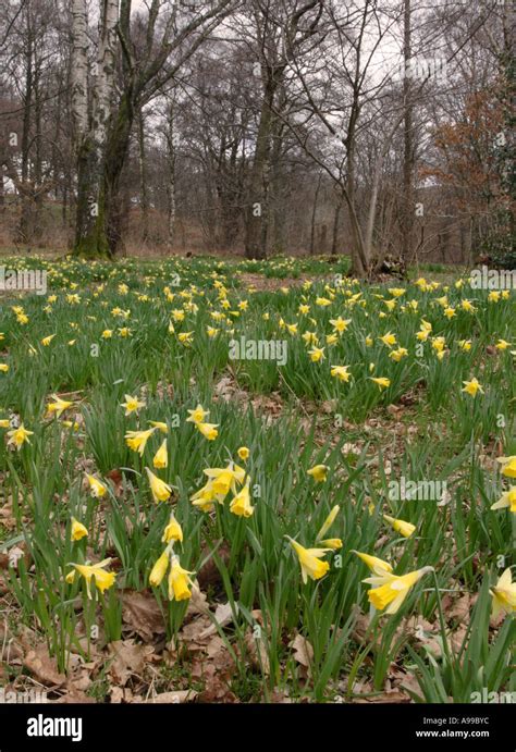 Ullswater daffodils hi-res stock photography and images - Alamy