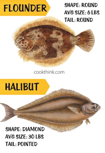 Halibut vs Flounder - CookThink