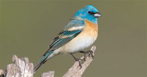 Lazuli Bunting Female