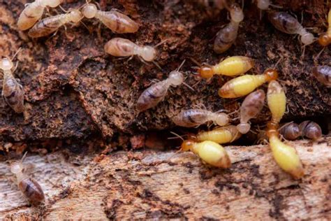 Many termites sitting on a piece of rotten wood