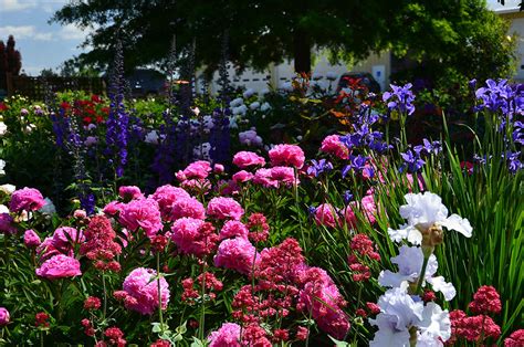 Adelman Peony Gardens (Salem, Oregon)