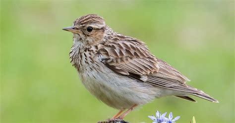 Woodlark Bird Facts (Lullula arborea) | Birdfact