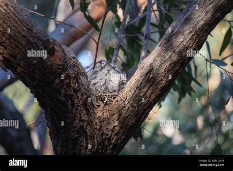 Tawny Frogmouth resting on tree branch Stock Photo - Alamy