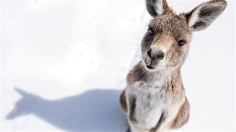 Photo tip of the week: 5 tips for epic Australian wildlife photography ...