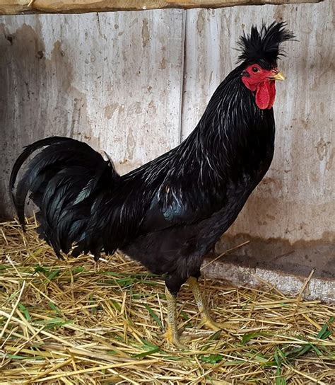 Kosovo Longcrower - Wikipedia | Poultry breeds, Chickens in the winter, Chickens backyard