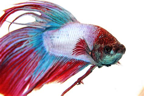 Red White & Blue Fighting Fish | My New Red, White & Blue Ma… | Flickr